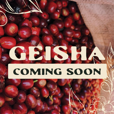 Announcing Geisha by Jaramillo Estate, Boquete, Panama
