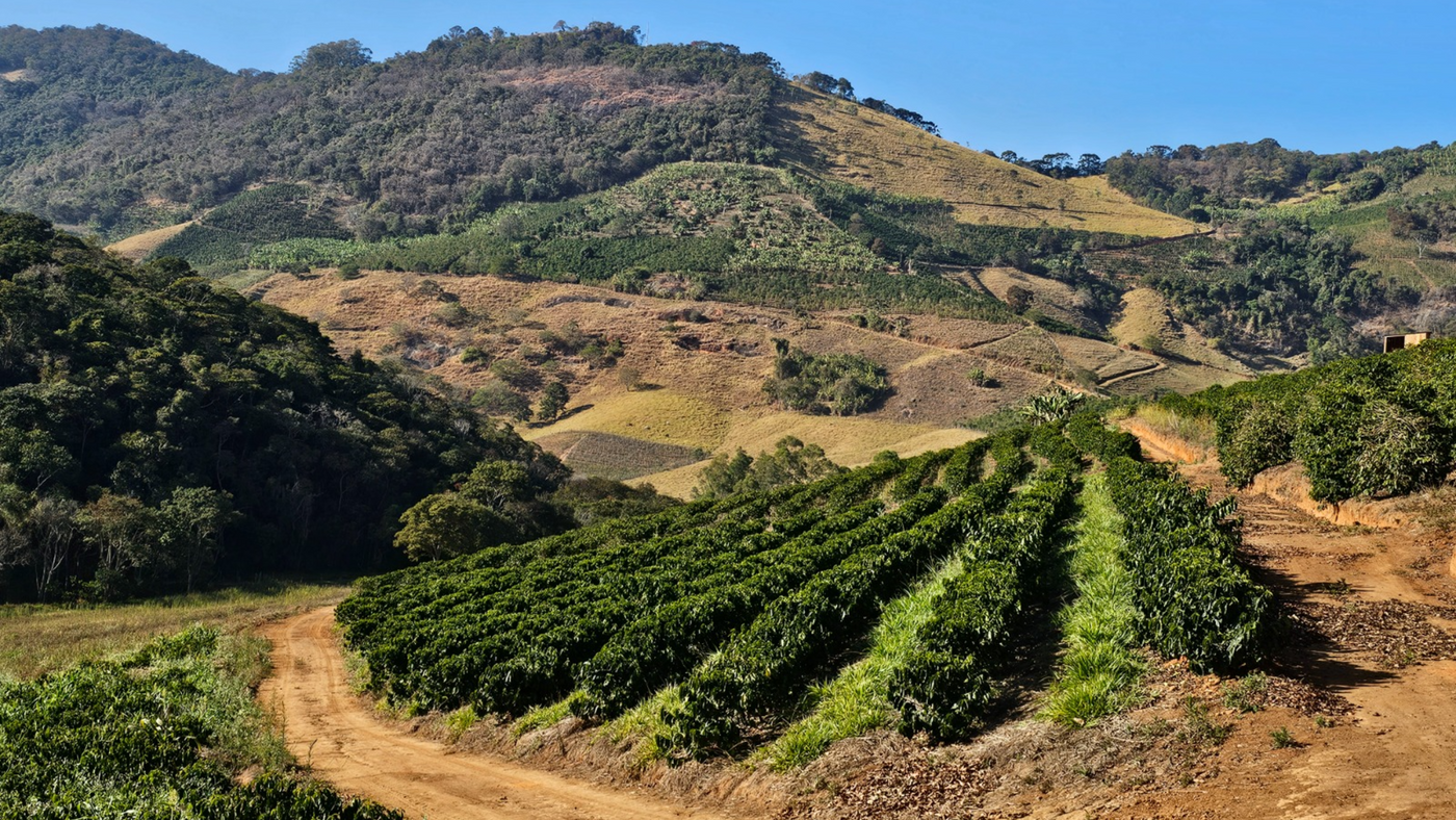 Brazil Ponta Alta Arara Natural