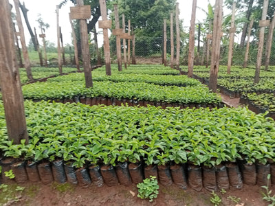 Kenya Imani Natural