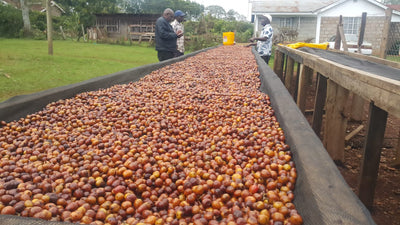Kenya Imani Natural